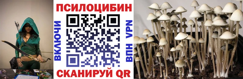 где купить наркоту  Камышин  сайты даркнета клад  Псилоцибиновые грибы MAGIC MUSHROOMS 