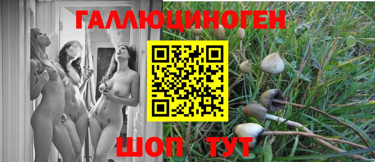Галлюциногенные грибы Psilocybe  Вход с VPN  Псилоцибиновые грибы Psilocybine cubensis  дарнет шоп  Камышин 